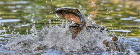 ca fish game|Inland Sport Fishing .